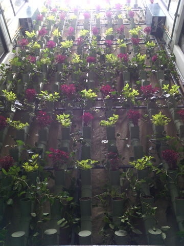 Sistema Hidro Mayab.