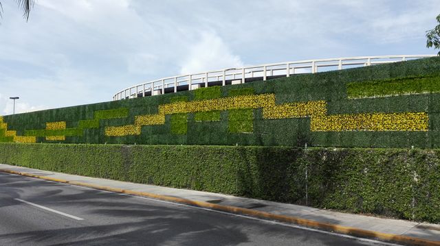 Croto Brasileño, Helecho Japones y Boxus Jade.