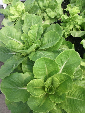 Lechuga Orejona